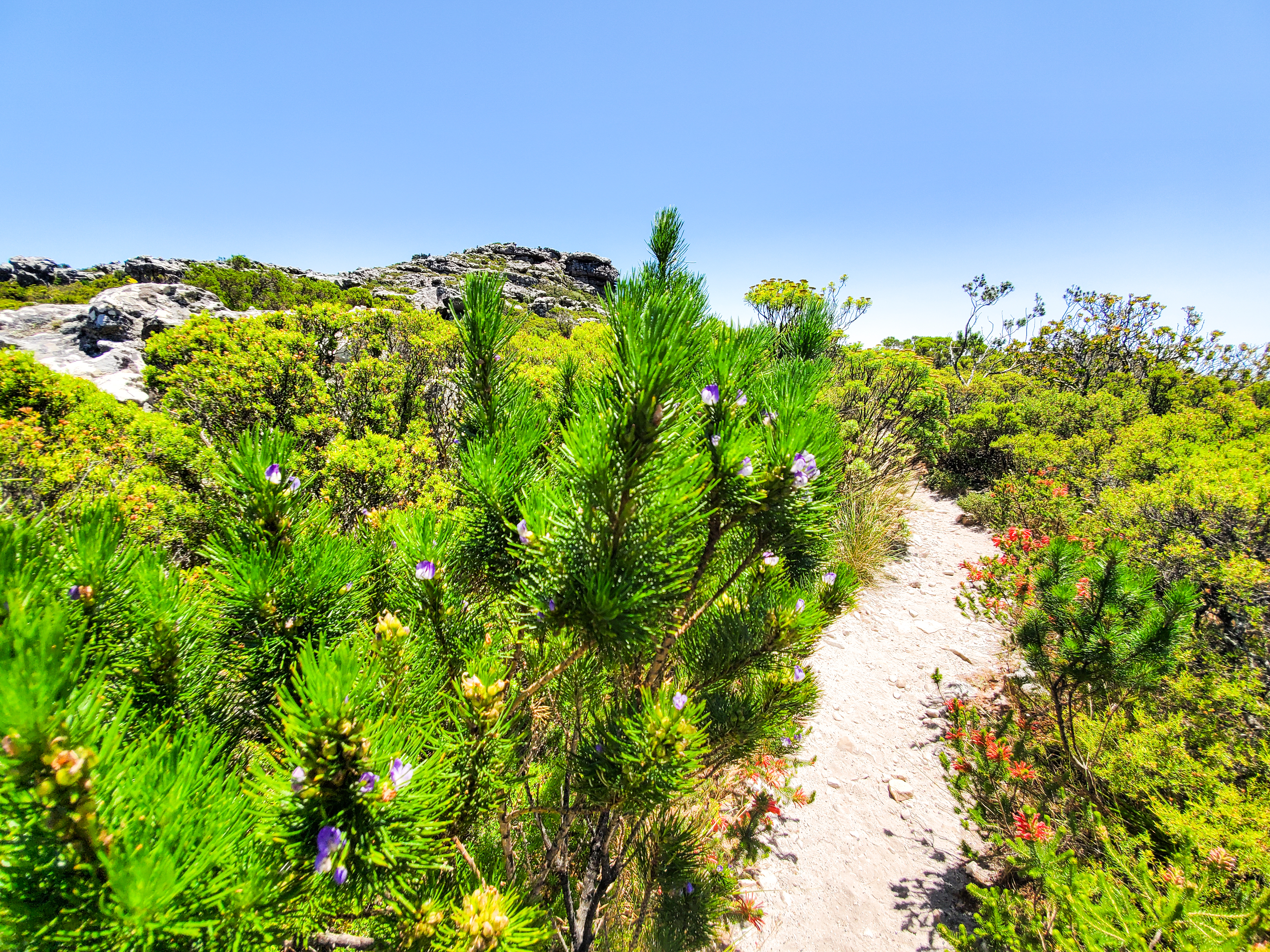 Plants of Table Mountain