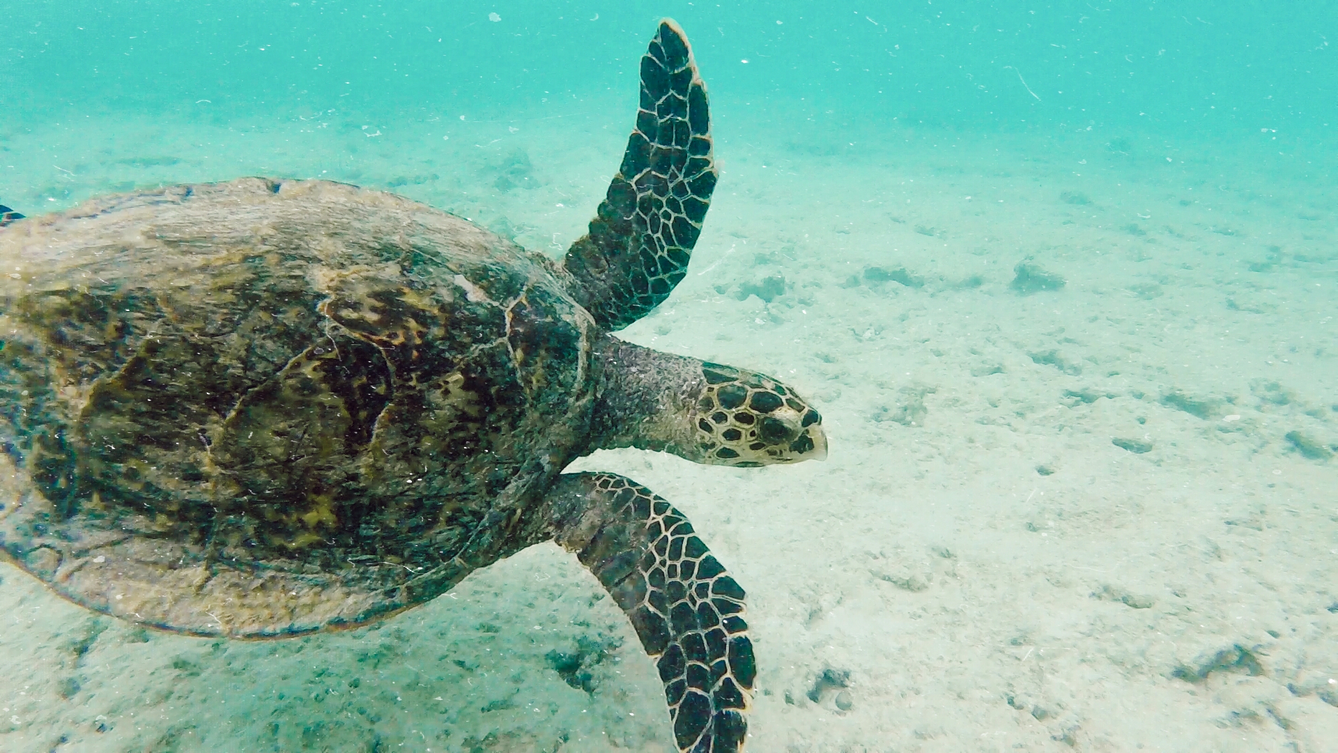 Hawksbill Sea Turtle in La Digue